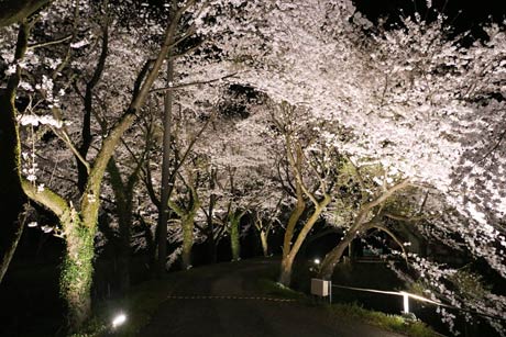 サクラの巨木がつくる桜花のアーチが楽しめる湯田上カントリークラブの夜桜観賞
