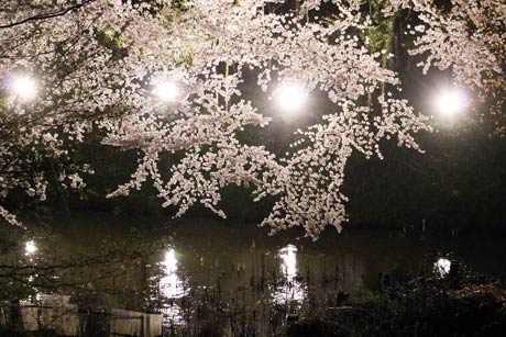  上から見下ろすサクラも美しい