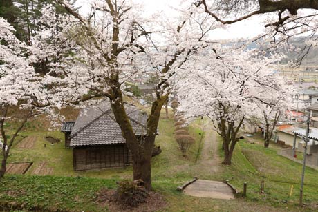 水道山の斜面を淡いピンクに染めるサクラ