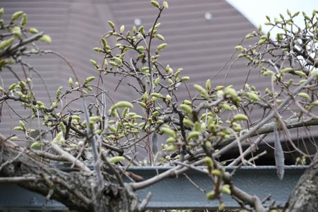  会場の安了寺の「八王寺の白藤」は緑の花房がついたところ