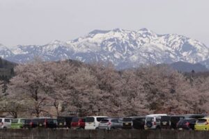 島川原地内のサクラ