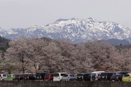  島川原地内のサクラ