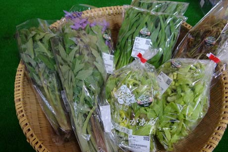 新鮮な山菜