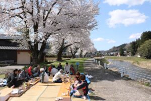 加茂市黒水の加茂川堤防で満開のサクラ並木はことしが見納めか