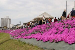 朝草会主催の第3回五十嵐川芝桜まつり