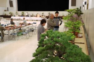 燕市吉田産業会館で開かれている「越の近郷盆栽展」