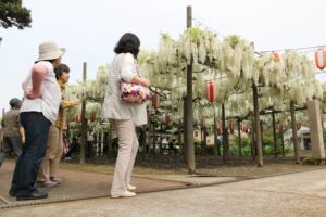 花の見ごろを迎えた安了寺の白藤
