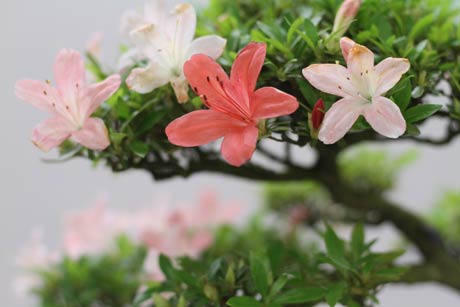 サツキ「来光」