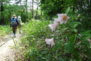 「越後三条・高城ヒメサユリ祭りが開かれているヒメサユリの小径で咲くヒメサユリの花