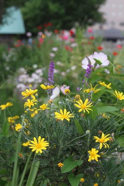 須頃郷第2号公園「三燕みどりの森」の花壇を彩る色とりどりの花