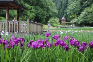 花菖蒲まつりが開かれている「しらさぎ森林公園」は17日で一分咲きていど