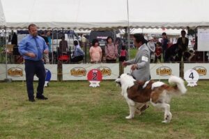 全国から70種、約600頭の犬が集結してドッグショー