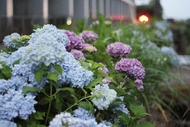 燕市小高地内のアジサイも花の見ごろに