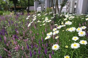 三条ものづくり学校の前庭で色とりどりの花が咲く