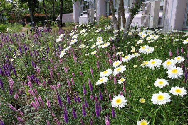  三条ものづくり学校の前庭に咲く色とりどりの花