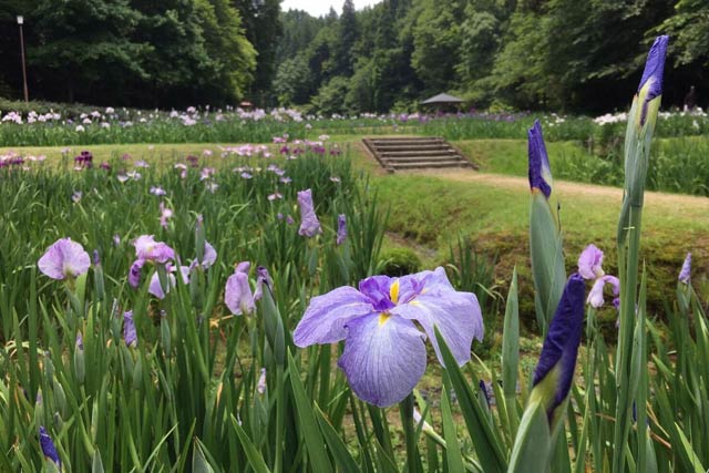  22日に五分咲きていどになったしらさぎ森林公園のハナショウブ（三条市提供写真）