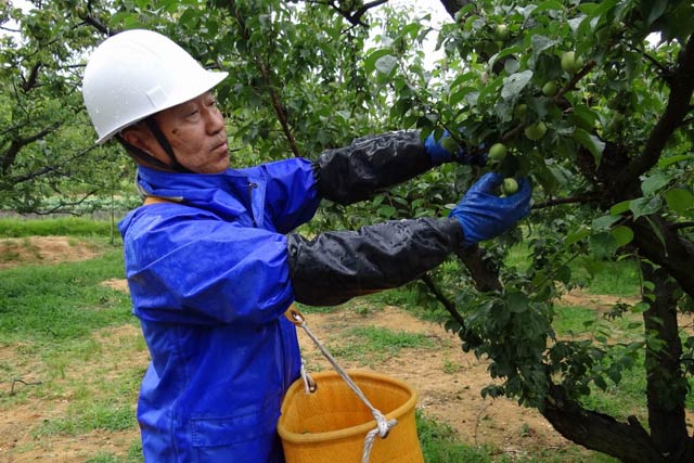  収穫作業を行う小柳組合長