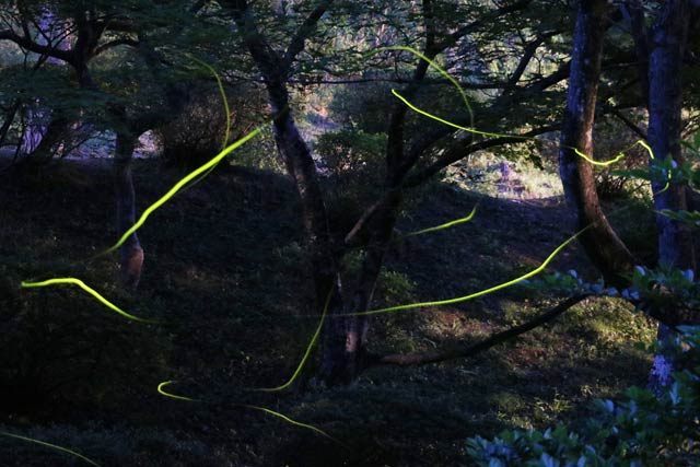  23日夜、弥彦公園のもみじ谷を飛翔するホタルの軌跡
