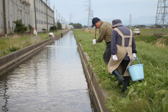 村内の用水路でカワニナを捕獲