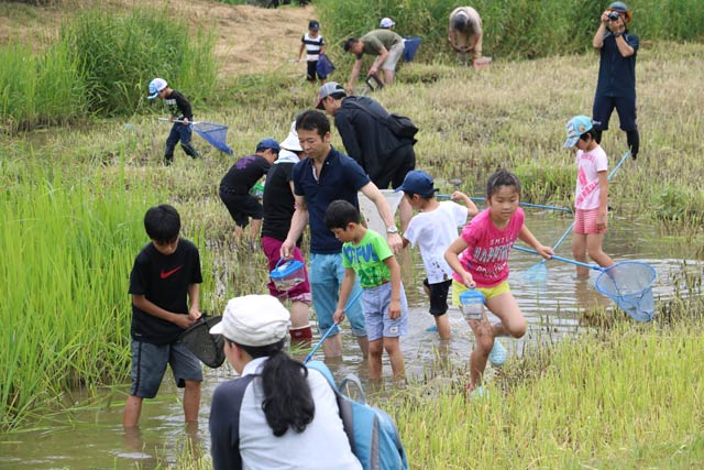  24日行われた「大河津分水で生き物観察会」