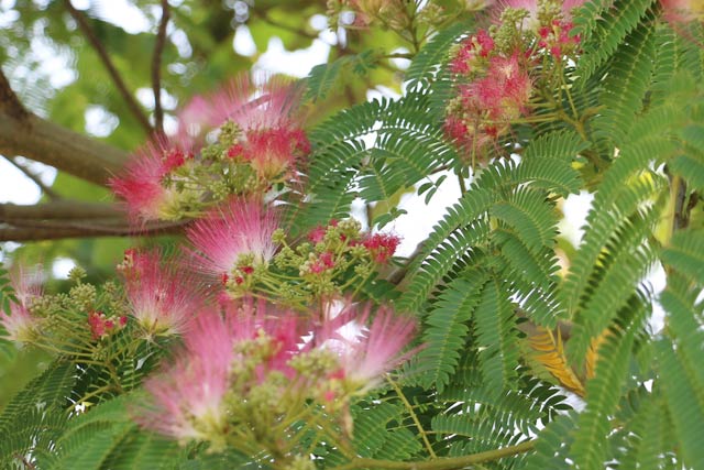  中ノ口川右岸側の県央大橋たもとで咲くネムノキの花
