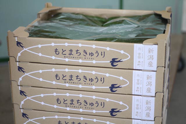 本町蔬菜出荷組合発足40周年でデザインしたもとまちきゅうりの段ボール箱