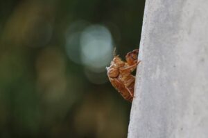コンクリートの壁に残されたセミの抜け殻