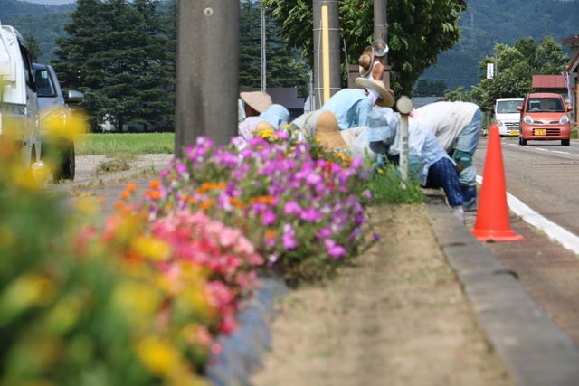 歩道緑地では咲いている花もある