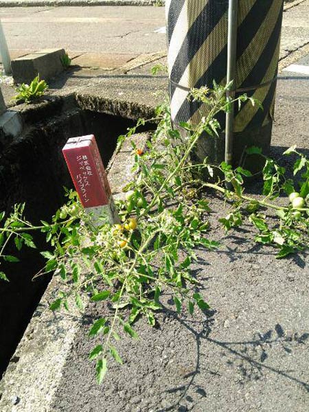 写真がではわかりにくいがこれがど根性トマト