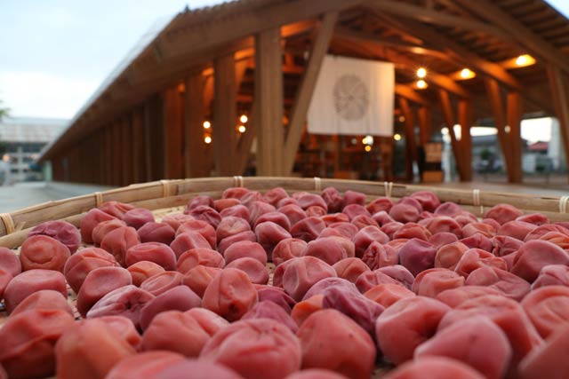  天日干しした梅干しが100回目のあさイチごはんに登場するかも