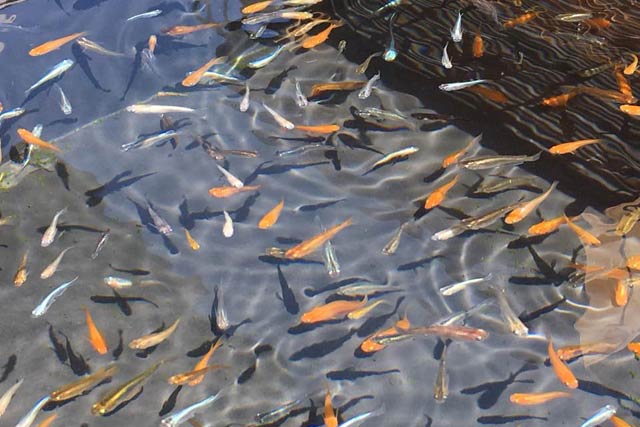 メダカすくいは水槽にメダカがいっぱい