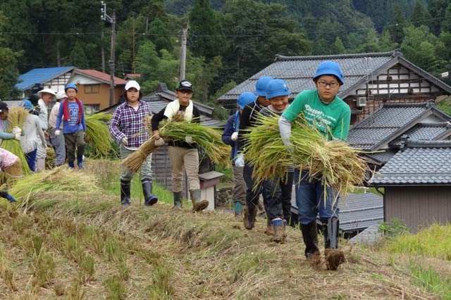 稲刈りを体験する荒川区立第二峡田小の児童が