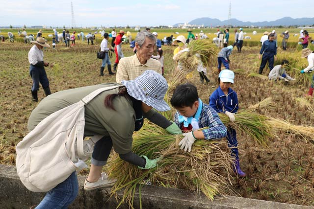 燕市景観作物推進協議会が田んぼアートの稲刈り