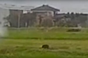 ドライブレコーダーに記録されていたイノシシの映像