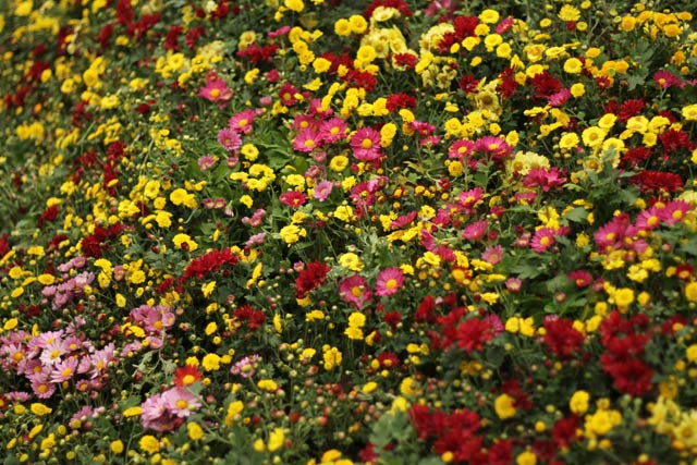 赤城山を覆い尽くした花