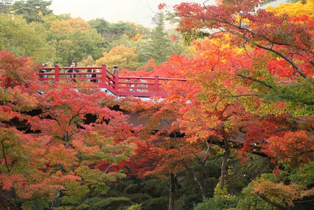 2016年の紅葉がピークのころのようす