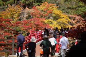 3連休初日の弥彦は紅葉と菊まつりで行楽客どっと