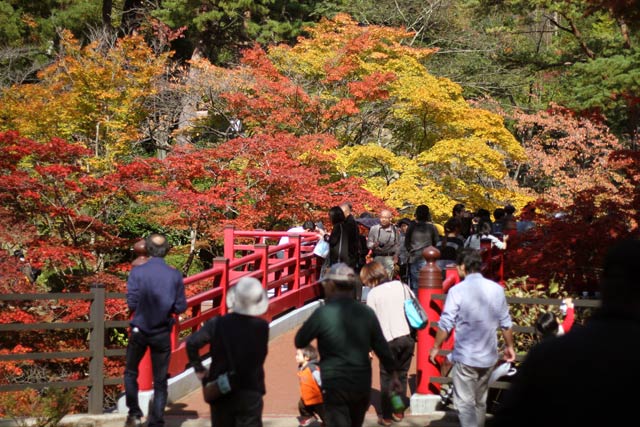 弥彦公園もみじ谷の紅葉