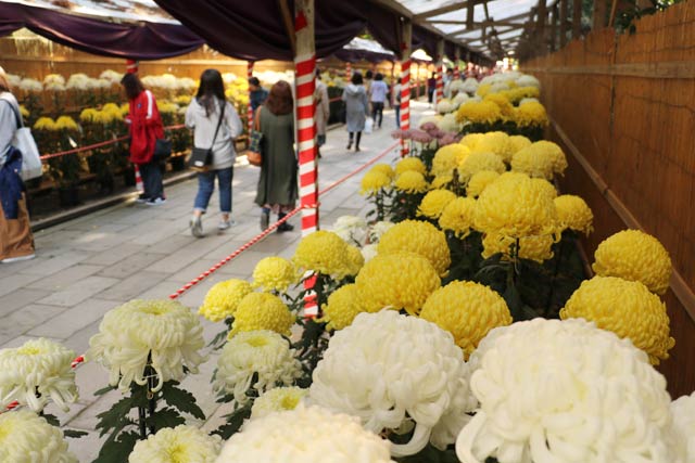 弥彦神社で開かれている弥彦菊まつり