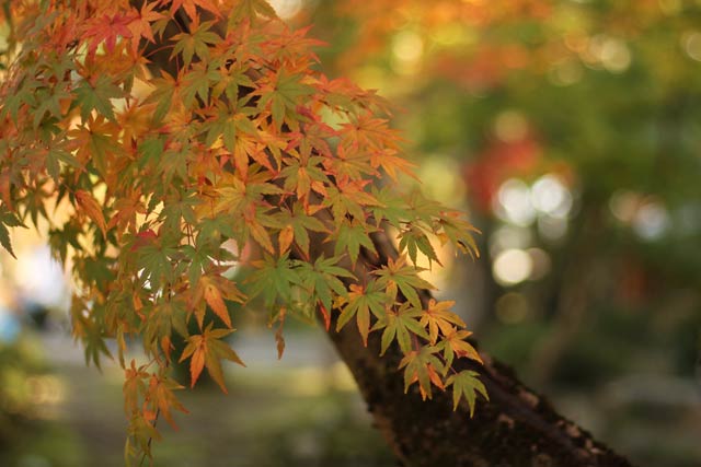 もみじ谷の紅葉