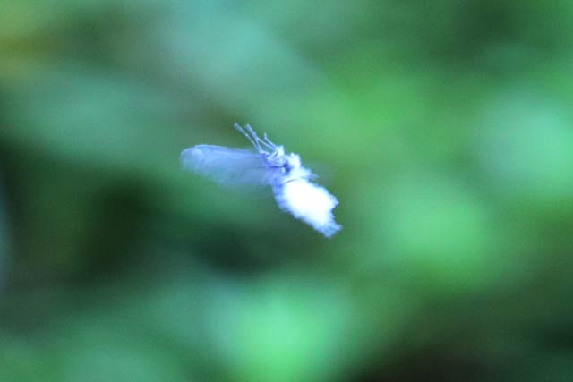 弥彦の丘美術館前で飛んでいた雪虫