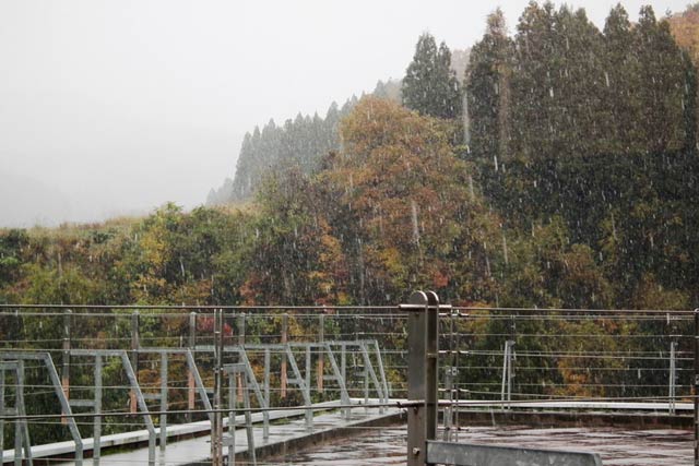 南五百川地内で降り始めた雪
