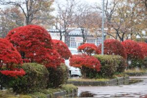 19日午後、燕市体育センターの真っ赤に紅葉したドウダンツツと雪