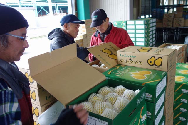 「ル レクチェ」0.8トンを初出荷した三条市・大島選果場