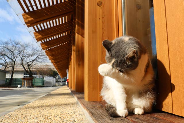ステージえんがわで日なたぼっこする「山田」と呼ばれて人気のネコ