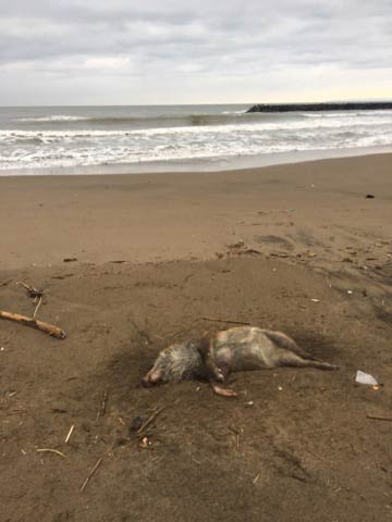 27日に寺泊の海岸で見つかったイノシシの死体