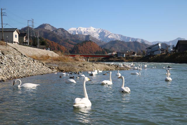 冠雪の粟ヶ岳を望む五十嵐川に浮かぶハクチョウ