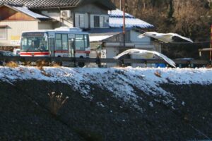 三条市森町のハクチョウ飛来地で着水しようとするハクチョウ
