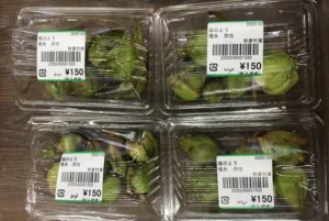 大寒波のなかで年の瀬の店頭にフキノトウ