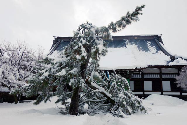 境内の風景に象徴的な存在だった大きなマツが真ん中あたりからぼきり